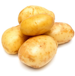 T-shirt imprimé colibri